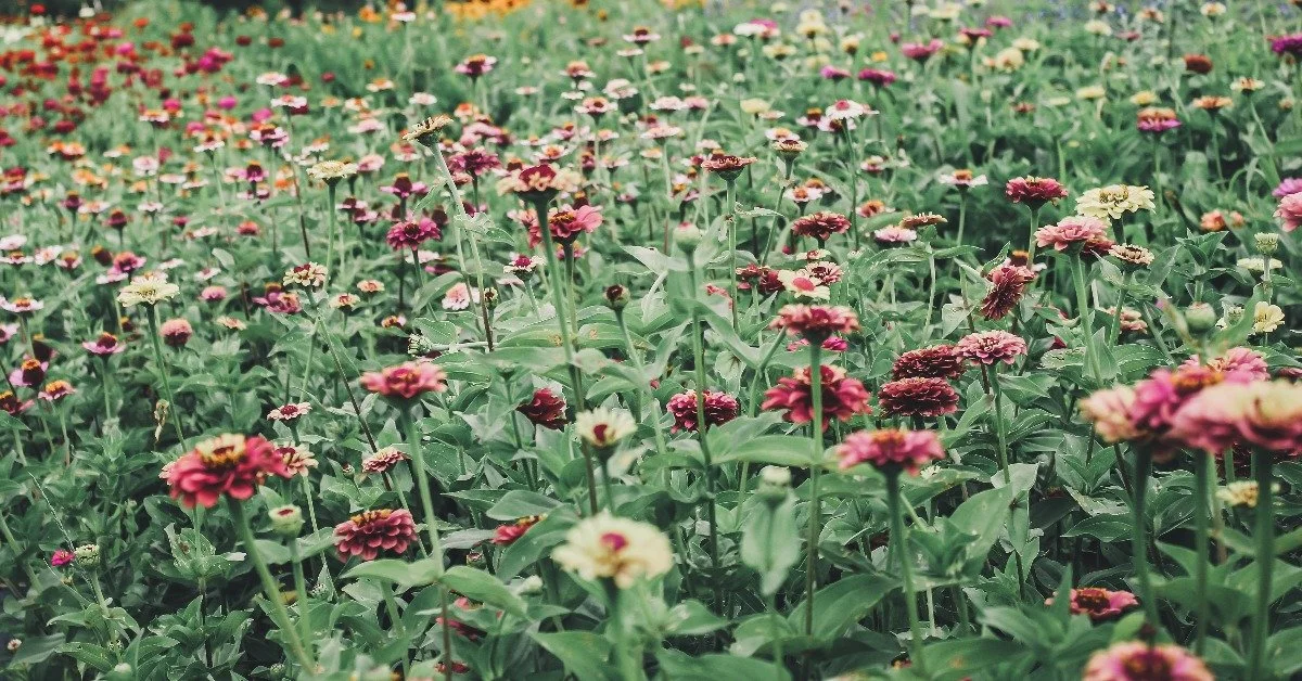 Tips for Seed Saving with Basket of Flowers Farm