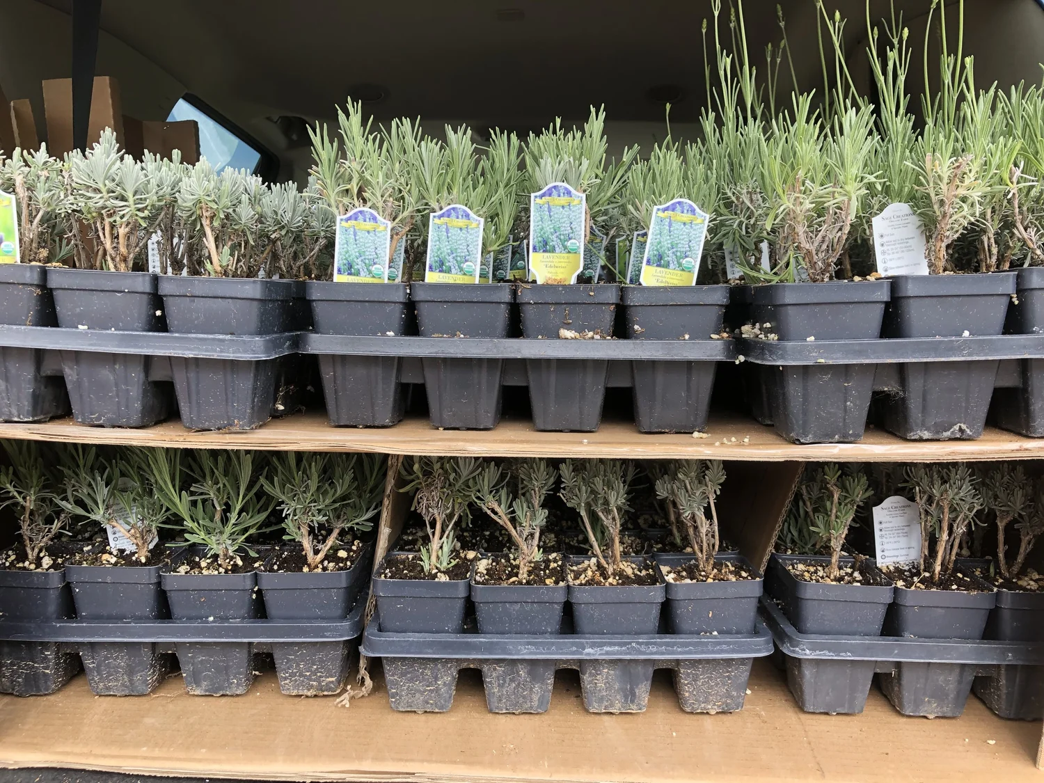 Your Guide to Growing Lavender the Flower Farmer Way