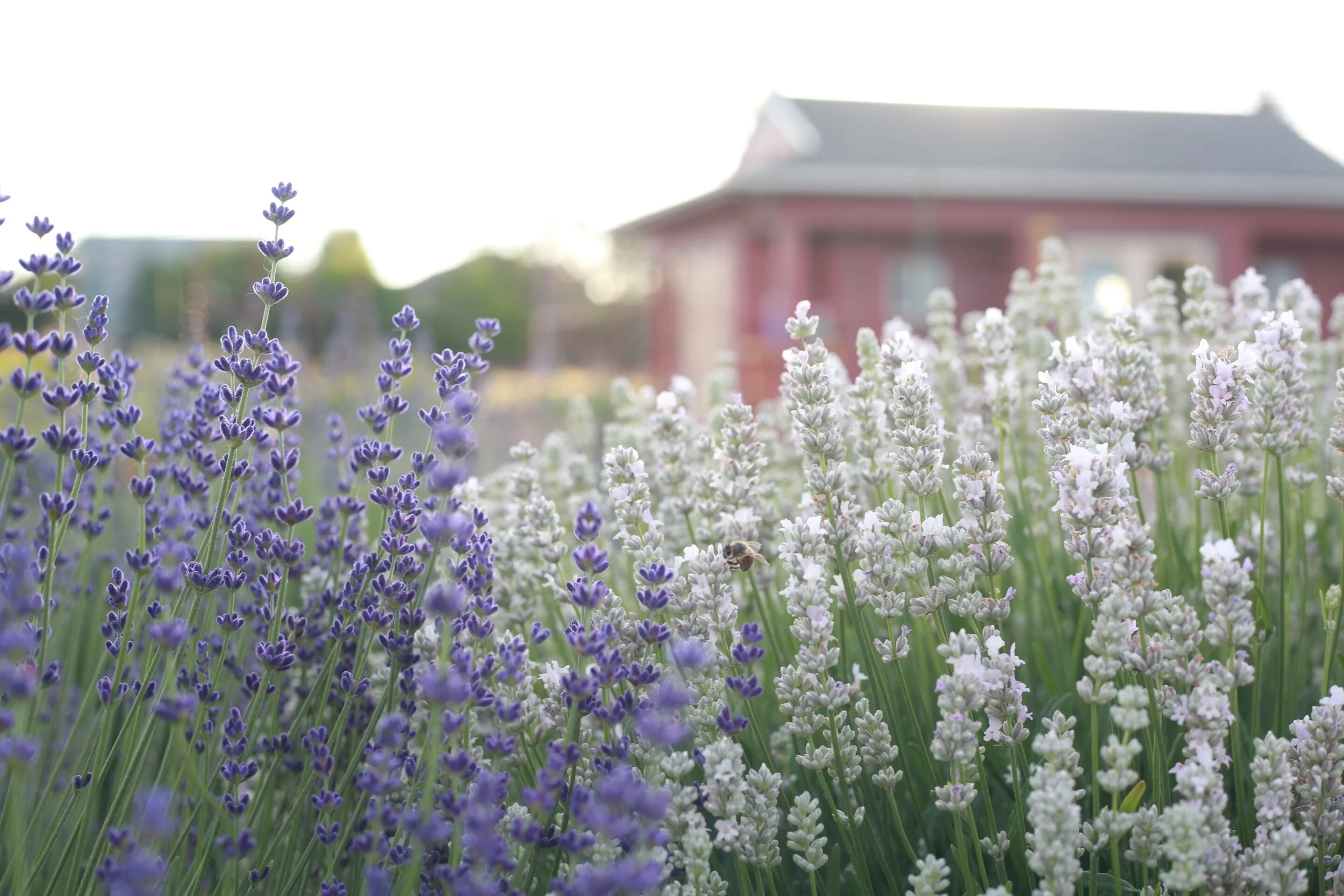 Your Guide To Growing Lavender The Flower Farmer Way
