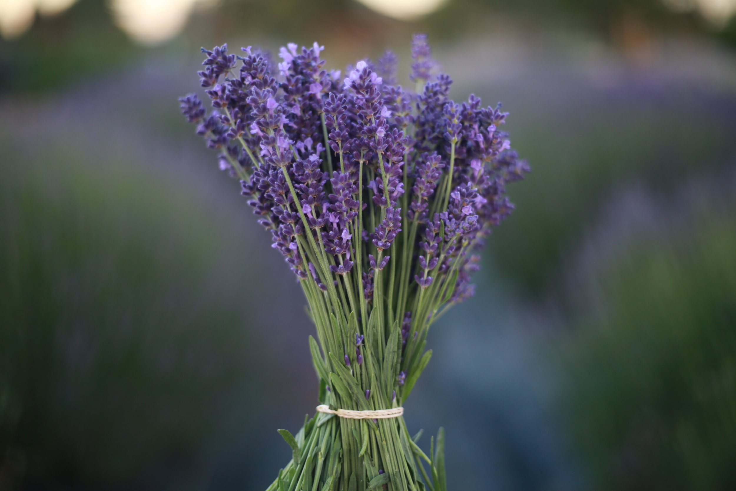 5 Ways to Cook With Fresh Lavender - Farm Flavor