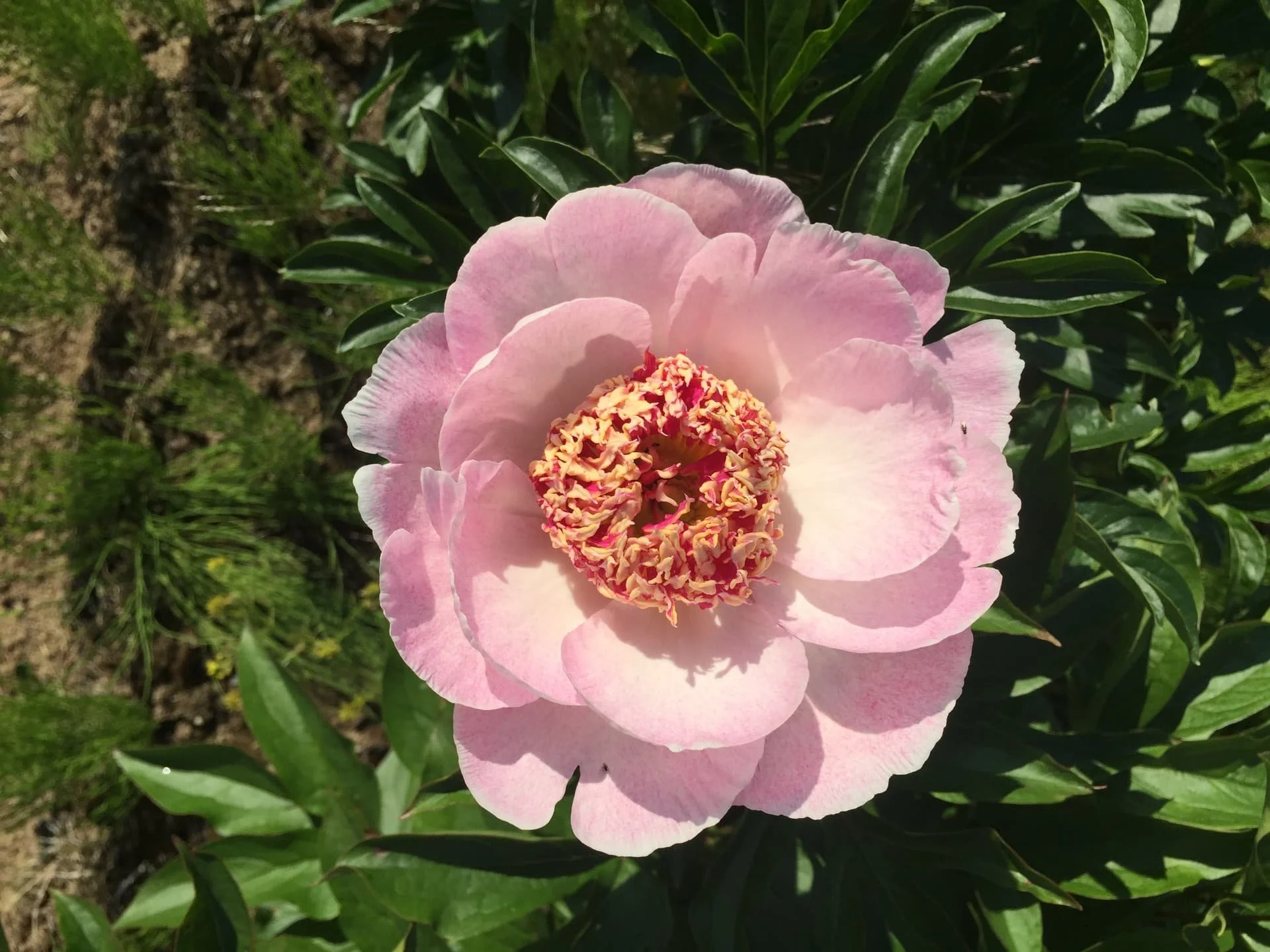 A Beginner’s Guide to Peony Bloom Forms