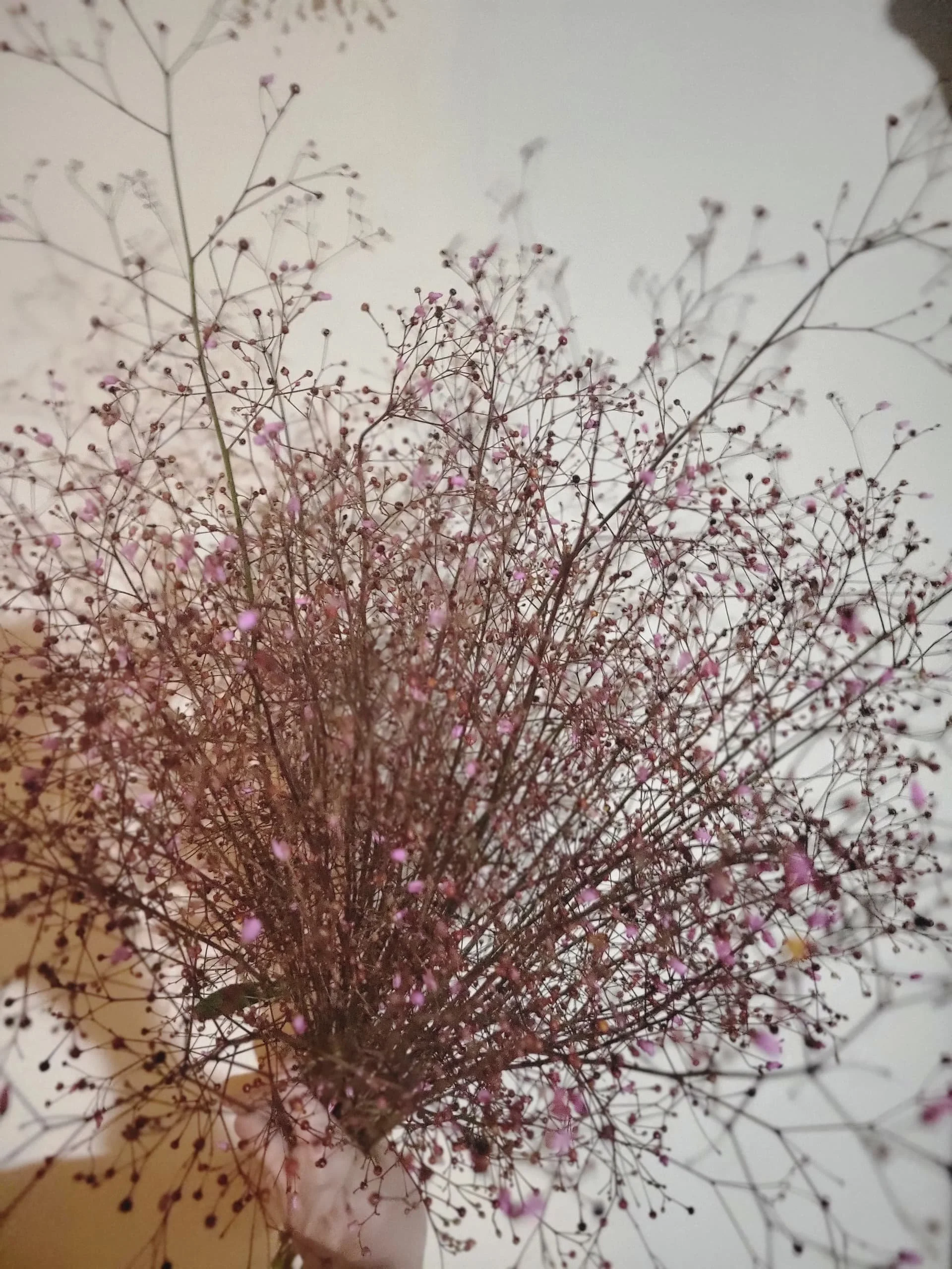 Unique Flowers for Dried Stem Production