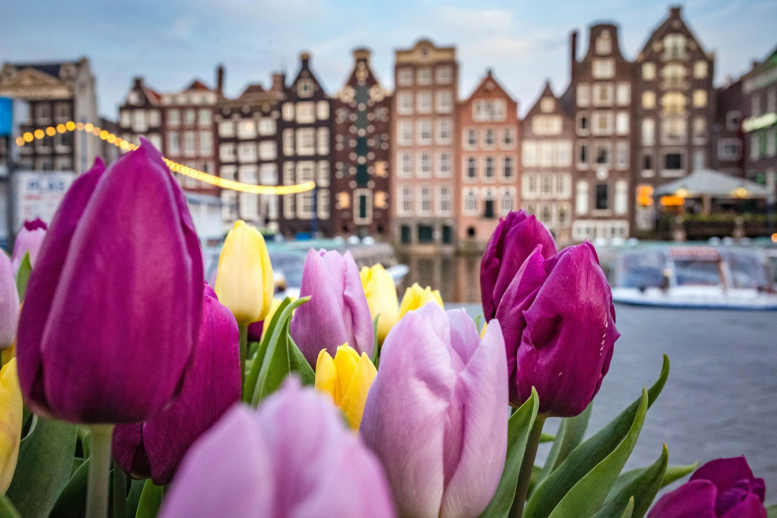 Where to See Spring Tulips in Amsterdam and the Netherlands