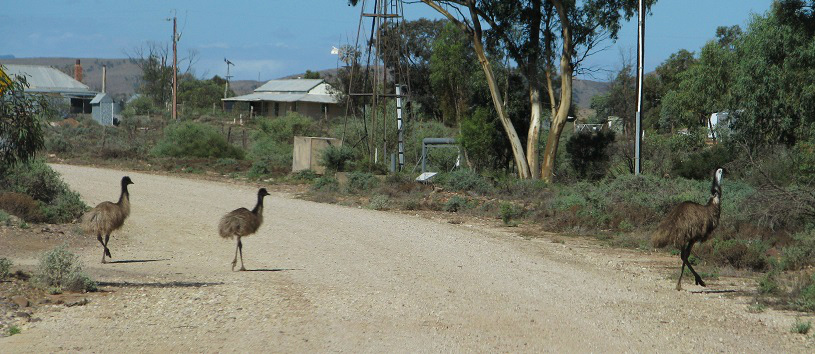  Some of the resident Emu population out for an afternoon stroll 