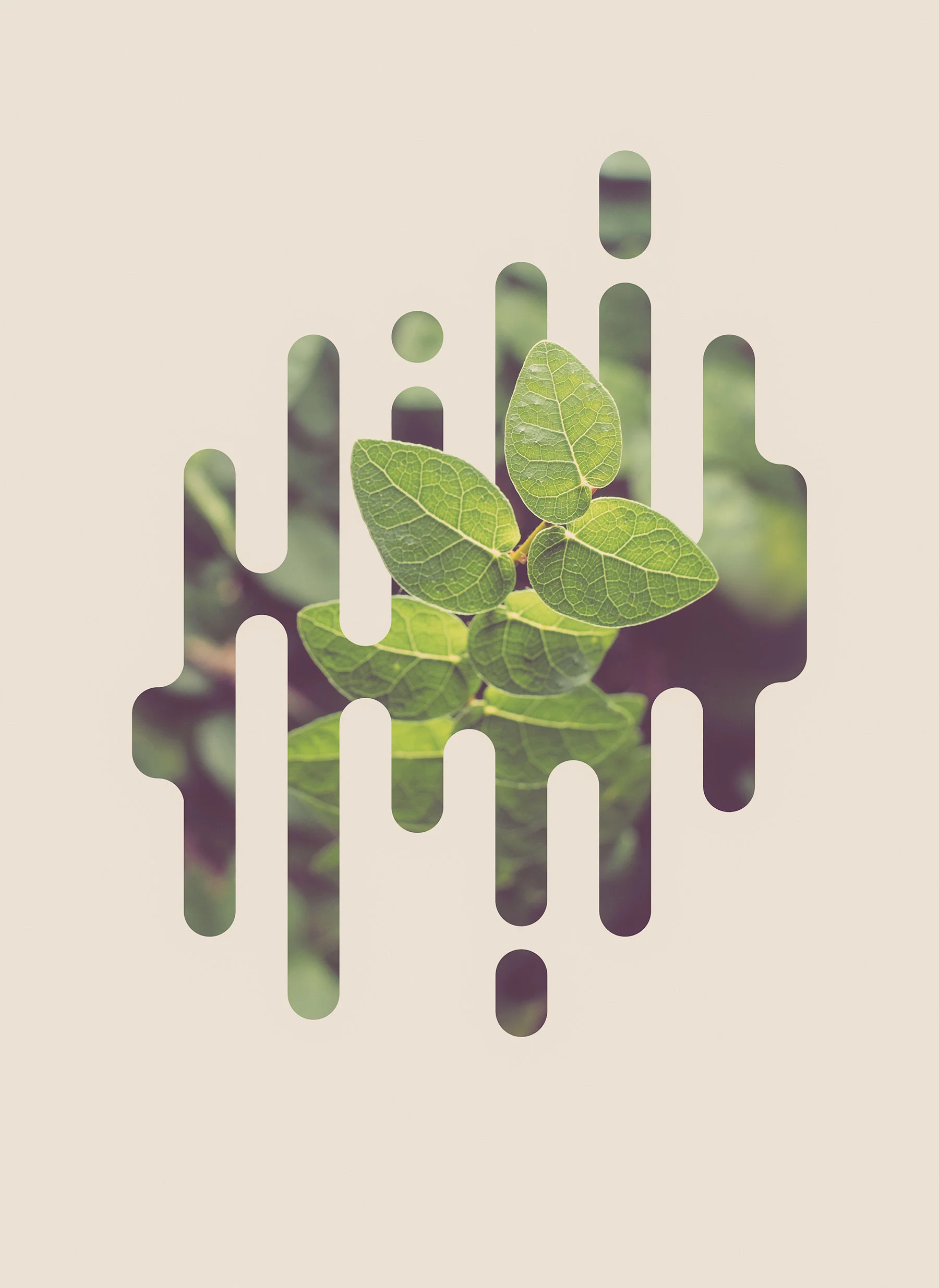 Creeping Fig