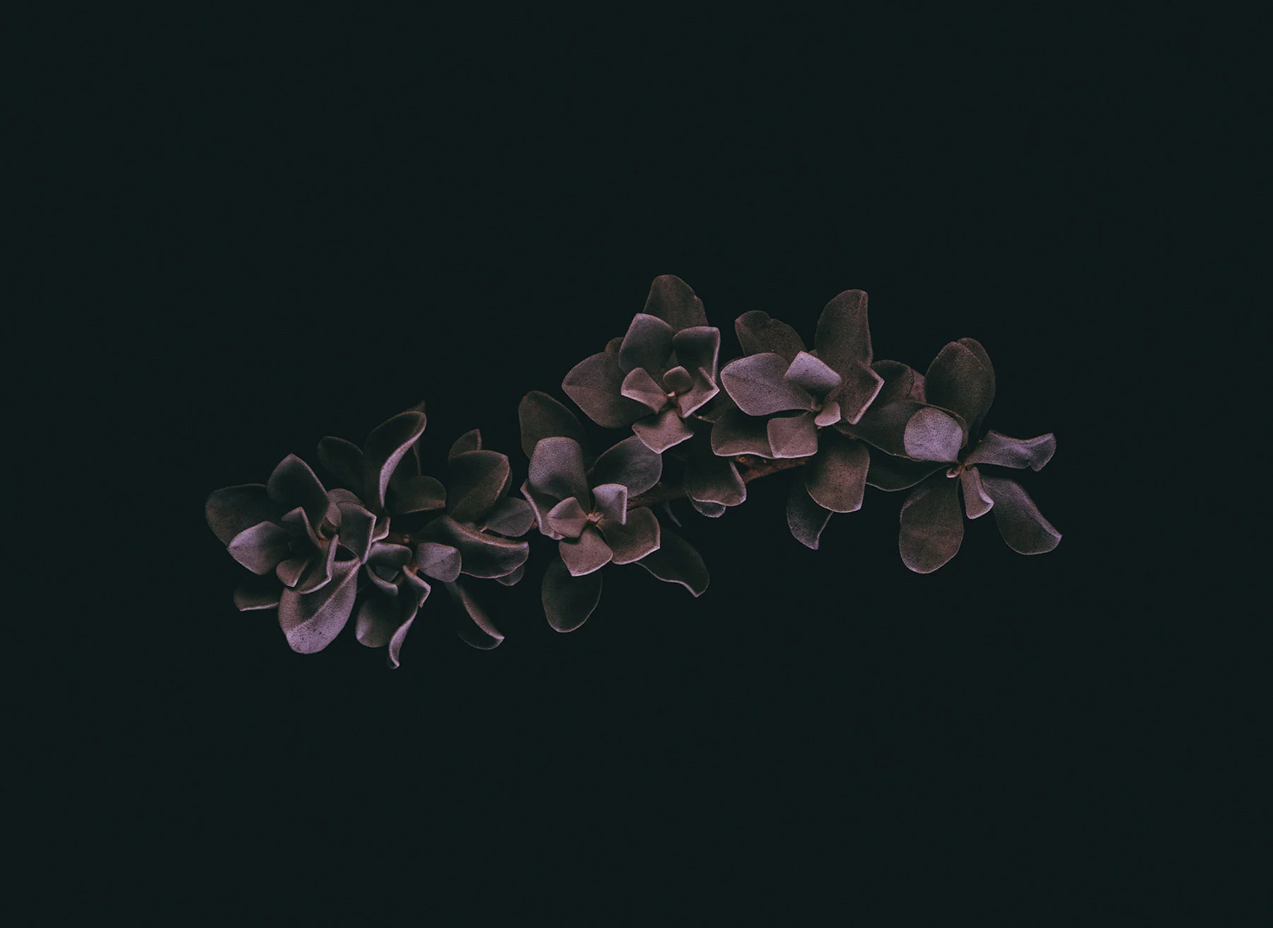 Purple Sage