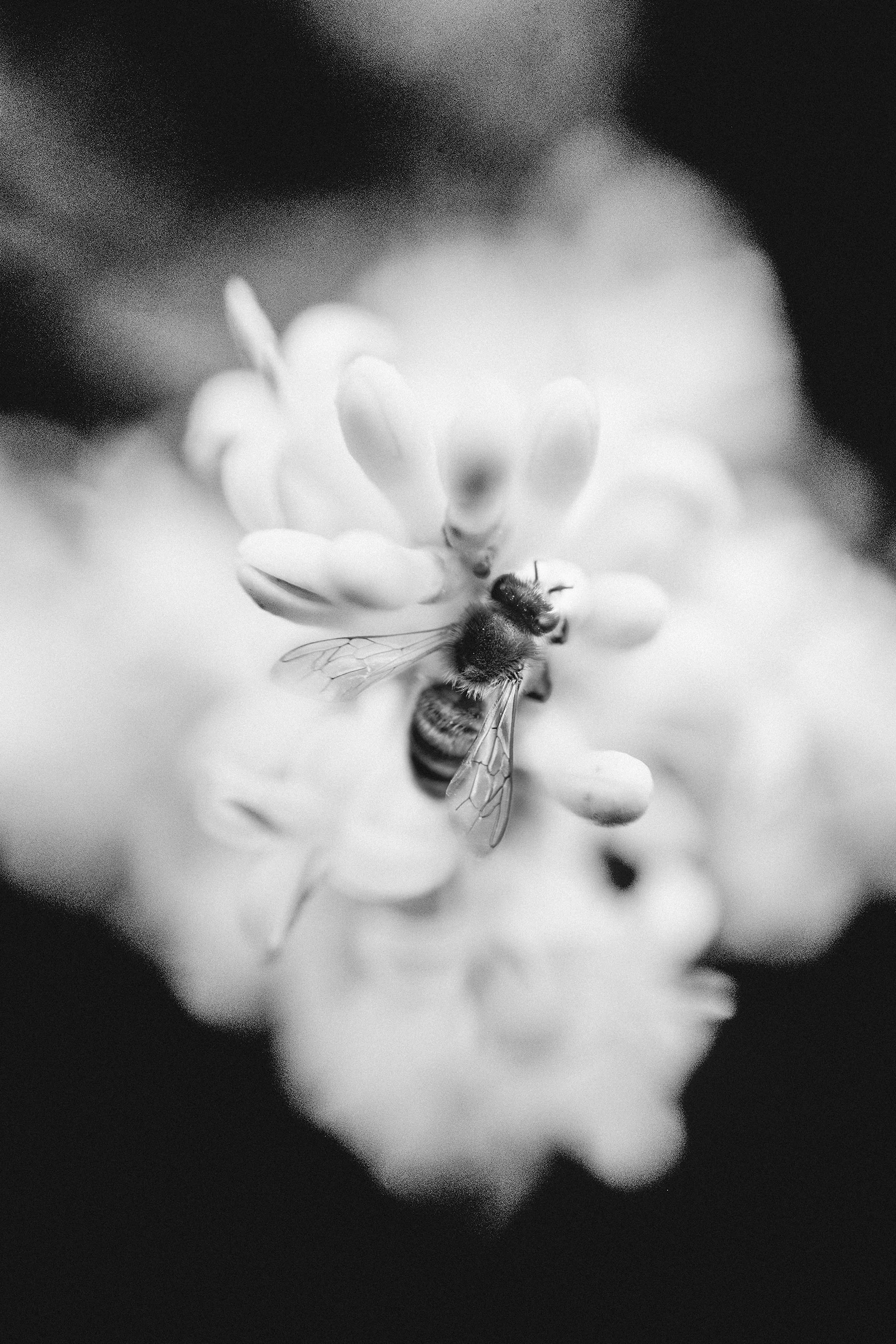 Apis