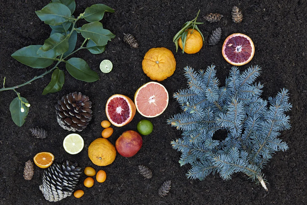 Image by Aya Brackett from Natural Color