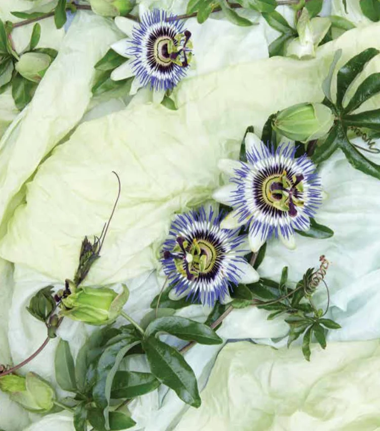 Image by Aya Brackett for Natural Color (Watson-Guptill/Ten Speed Press 2016) 