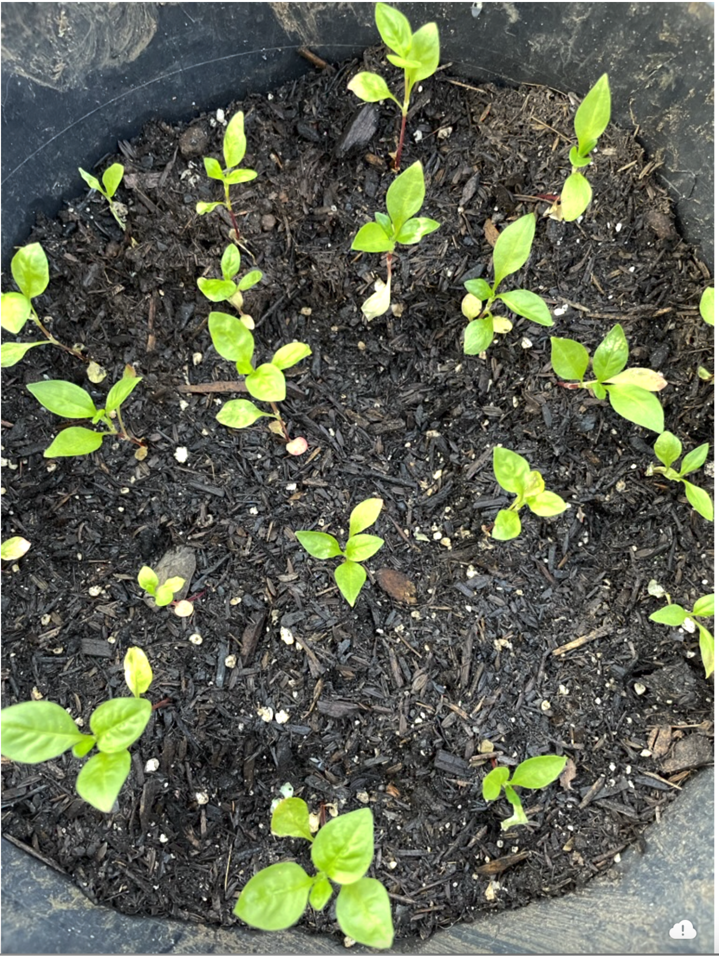 Japanese Indigo Seedlings.png