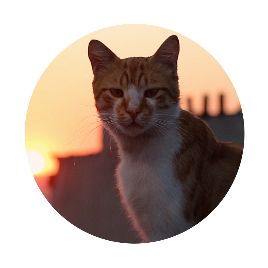  Meow. Meow.   Purring   my way into   film 18, KEDI (D/S Ceyda Torun)  . Lead on, Kamil and Gamsiz. “ Kedi  is not a documentary about house cats or the strays you occasionally see in your back yard. Kedi is a film about the hundreds of thousands of