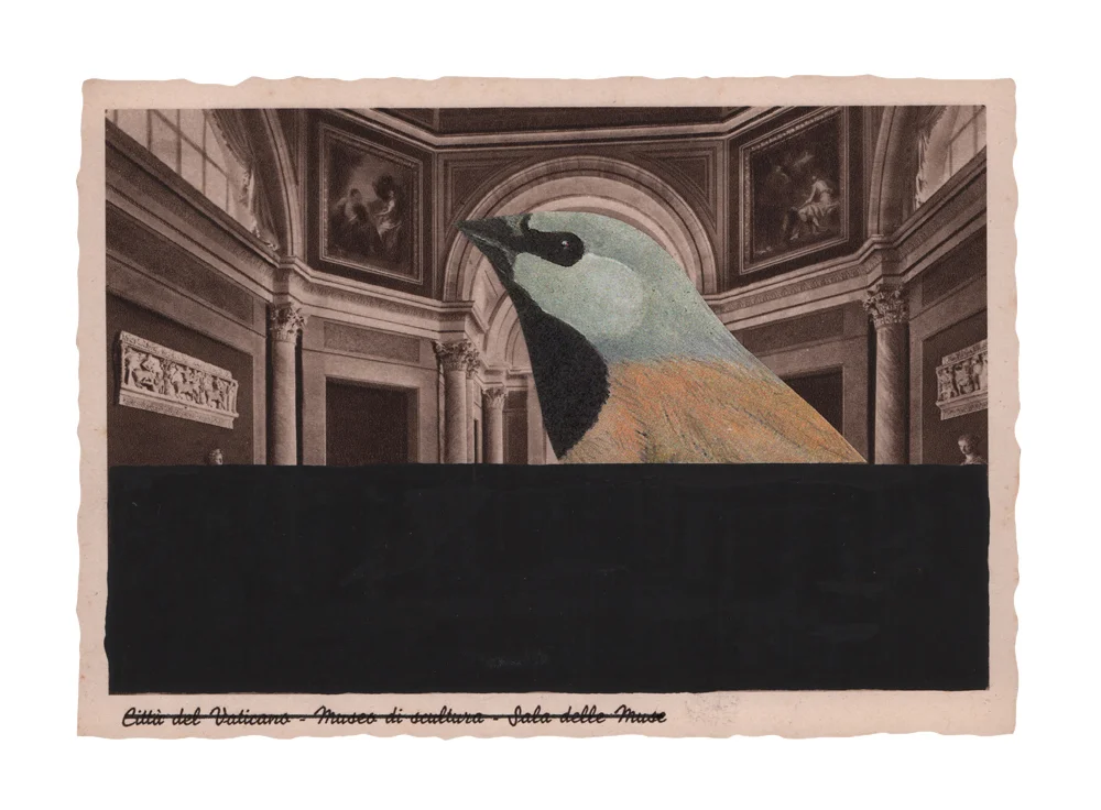 gracialouise_Black-throated finch_collage 05.jpg