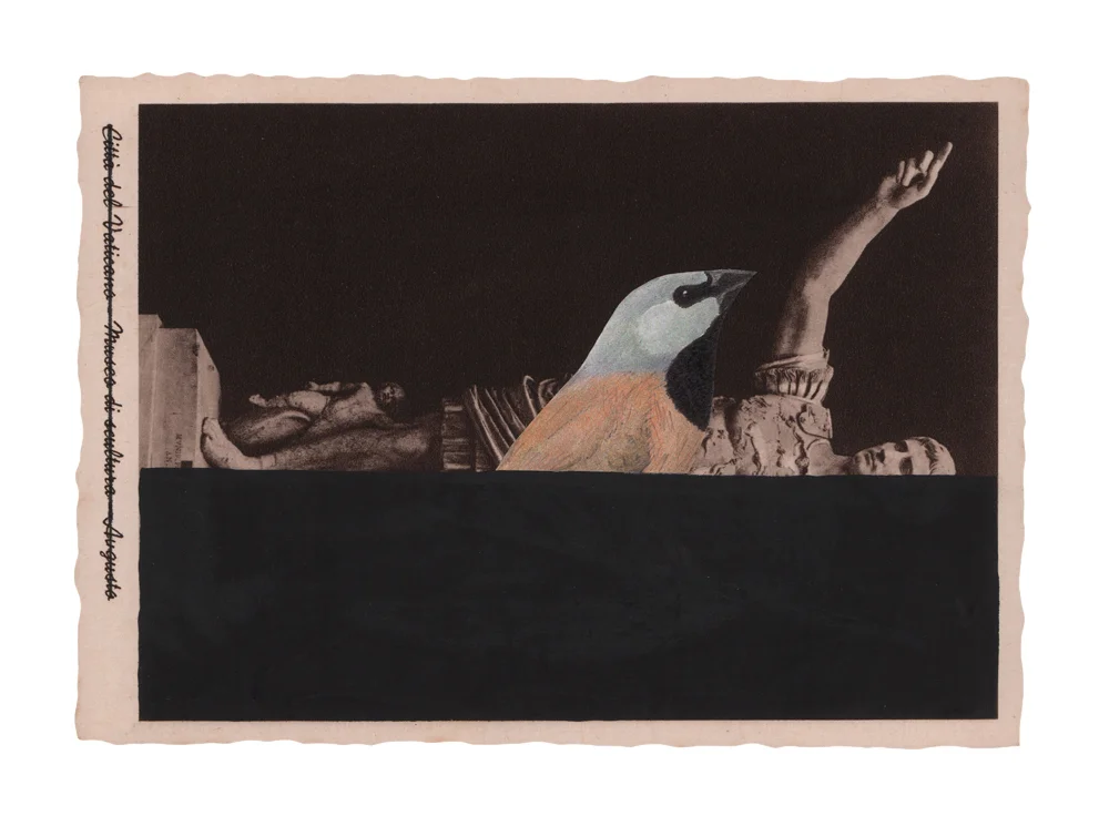 gracialouise_Black-throated finch_collage 06.jpg