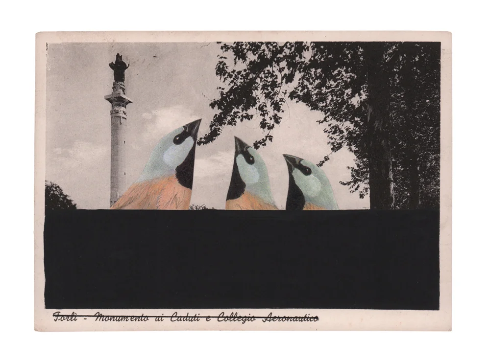 gracialouise_Black-throated finch_collage 09.jpg