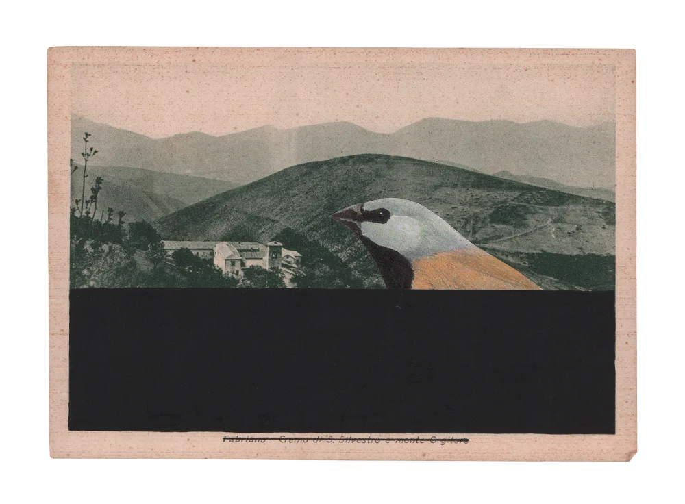 gracialouise_Black-throated finch_collage 11.jpg