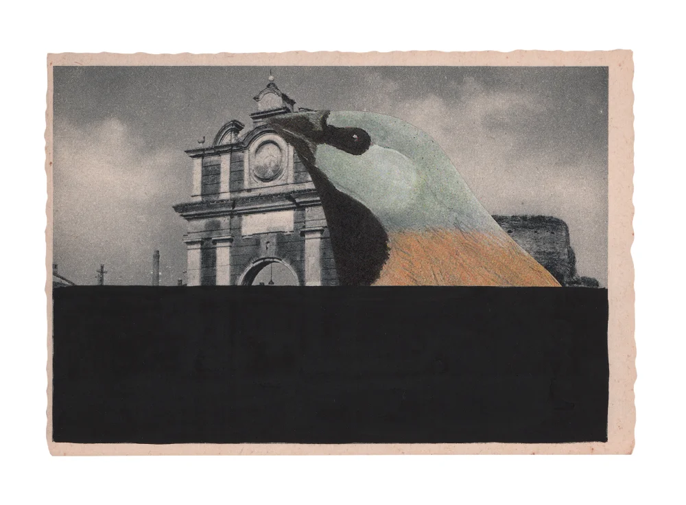 gracialouise_Black-throated finch_collage 18.jpg