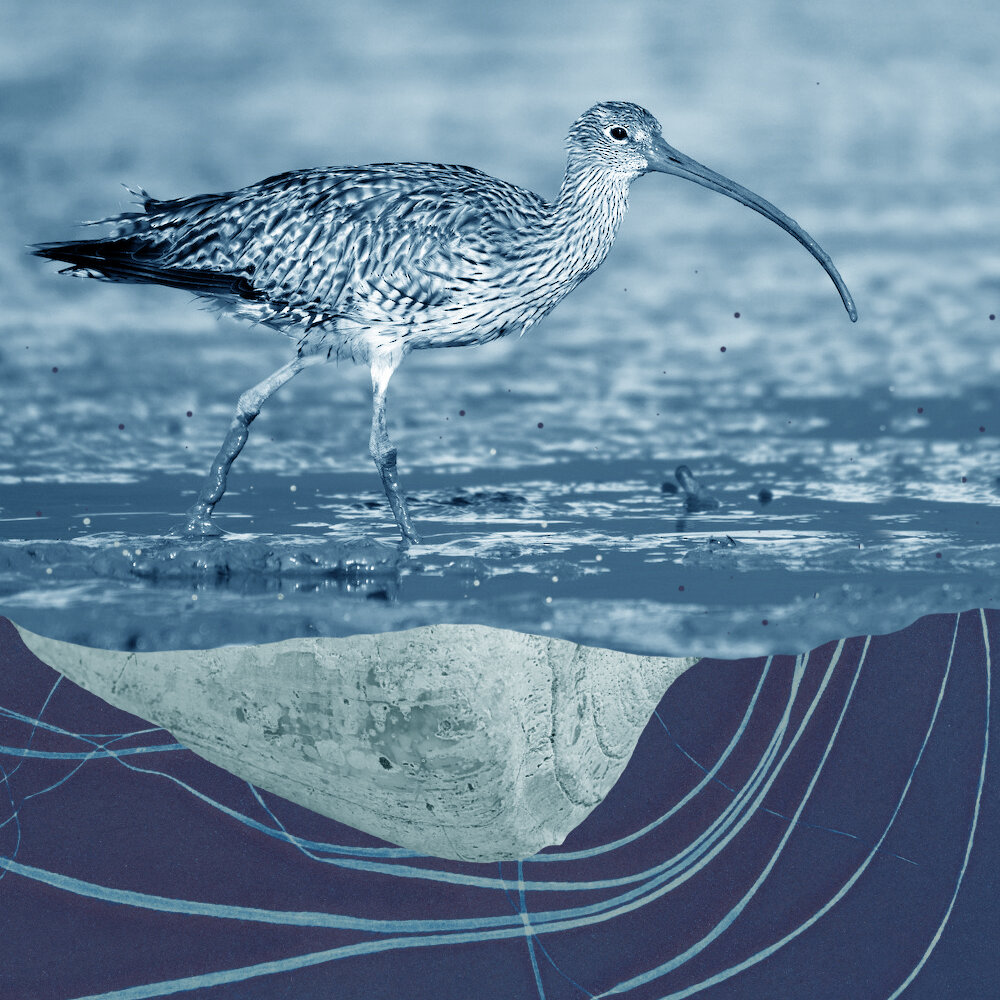 Gracia_and_Louise_Eastern curlew.jpg