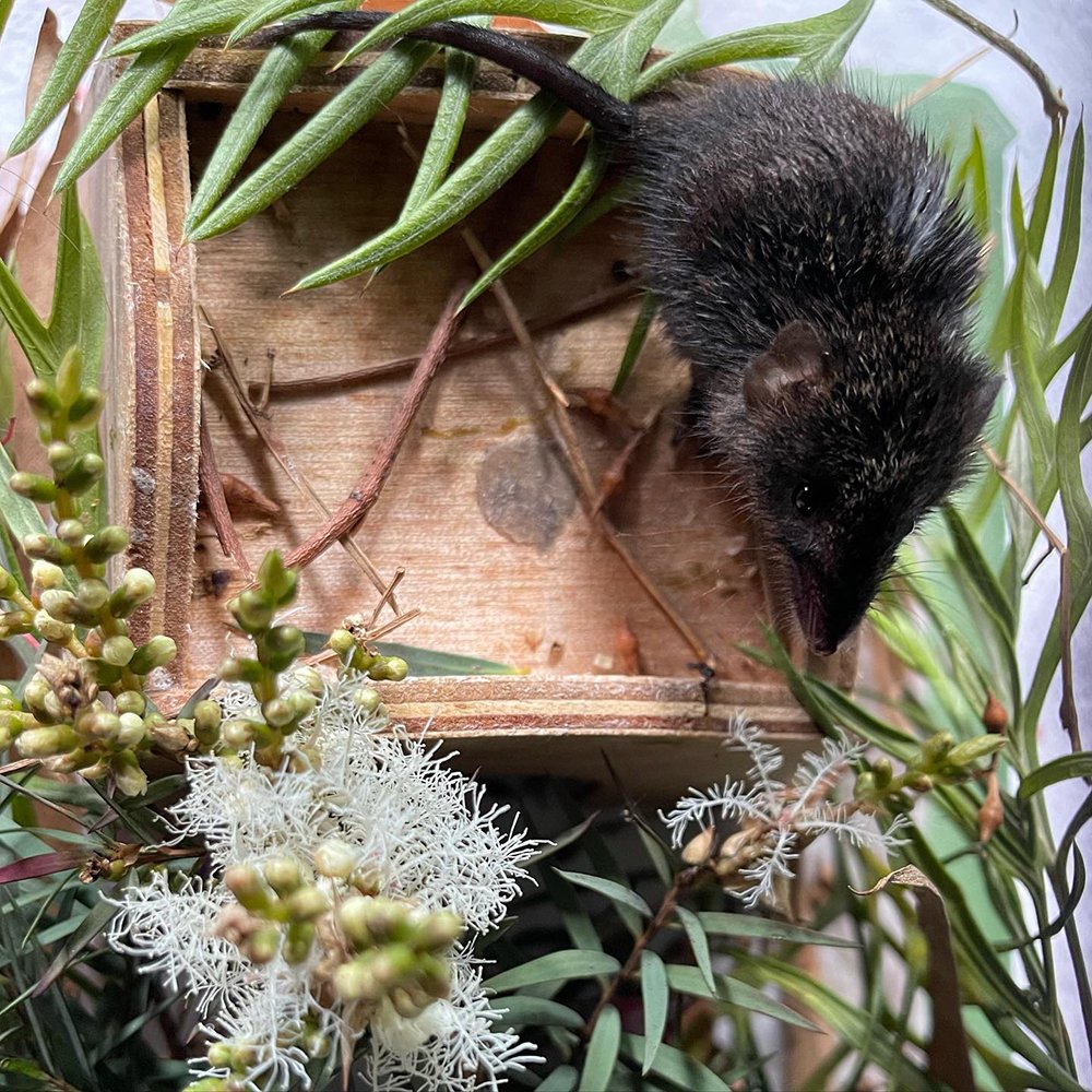 gracia_haby_louise_jennison_Dusky_antechinus07.jpg