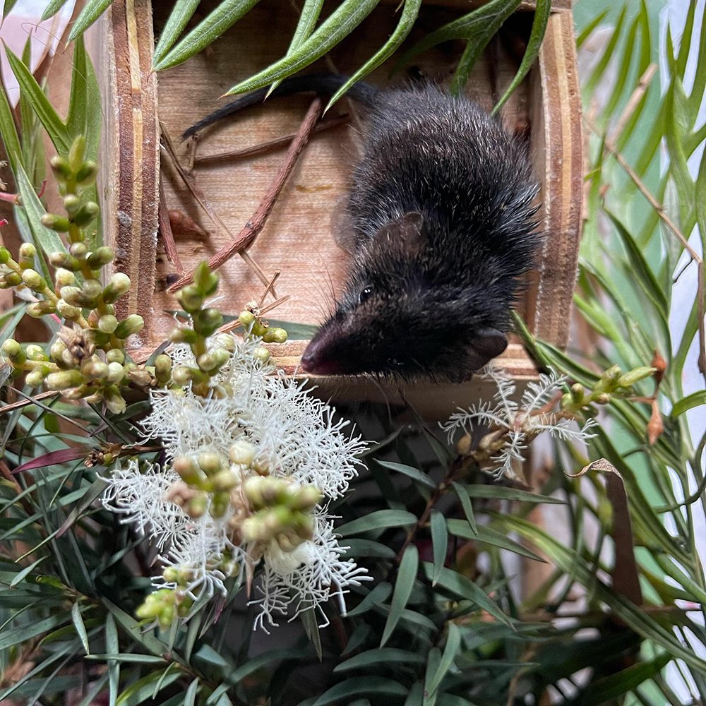 gracia_haby_louise_jennison_Dusky_antechinus18.jpg