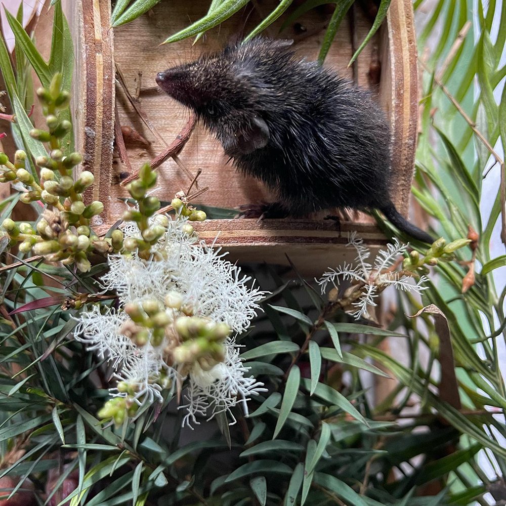 gracia_haby_louise_jennison_Dusky_antechinus13.jpg