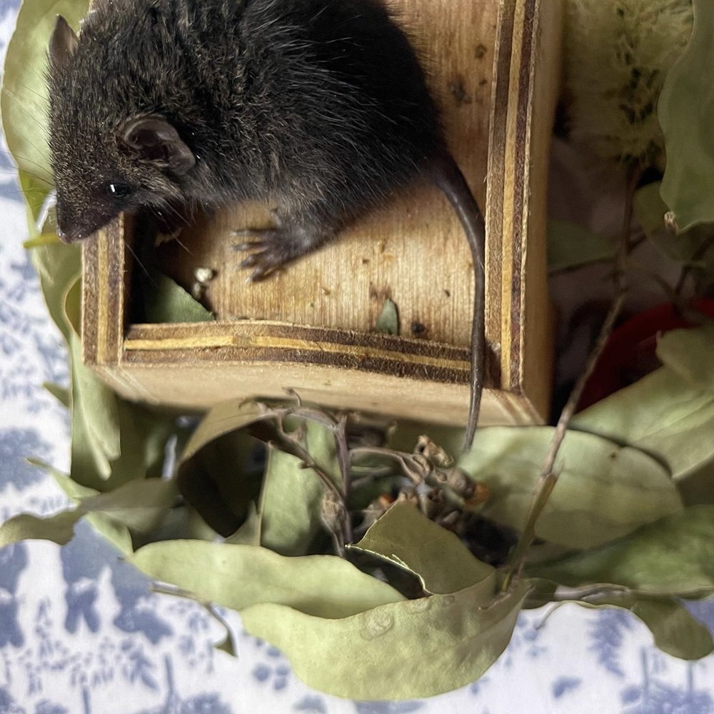 gracia_haby_louise_jennison_Dusky_antechinus21.jpg