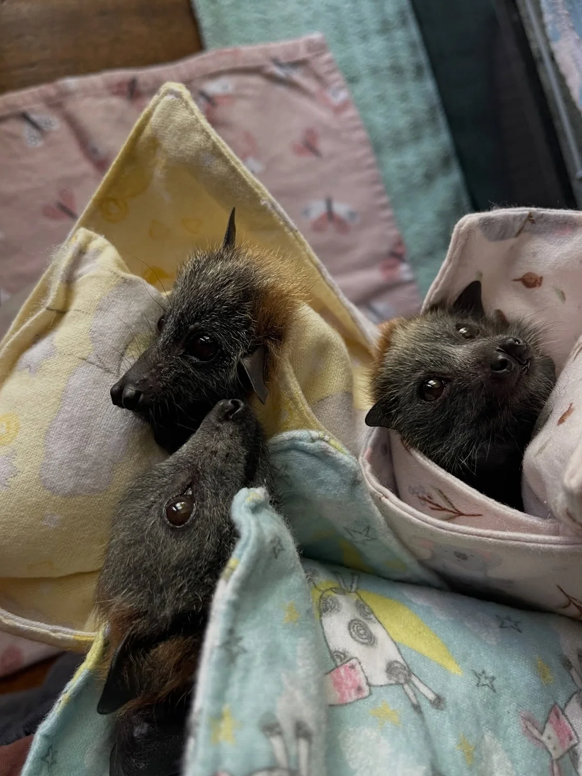 Gracia Haby and Louise Jennison Tiny but Wild December 2025 11.jpg