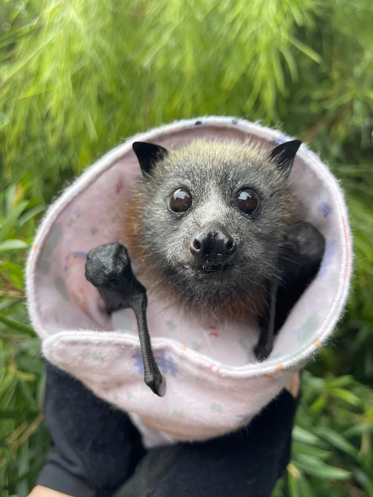 Gracia Haby Louise Jennison_Tiny but Wild wildlife shelter 2026 21.jpg