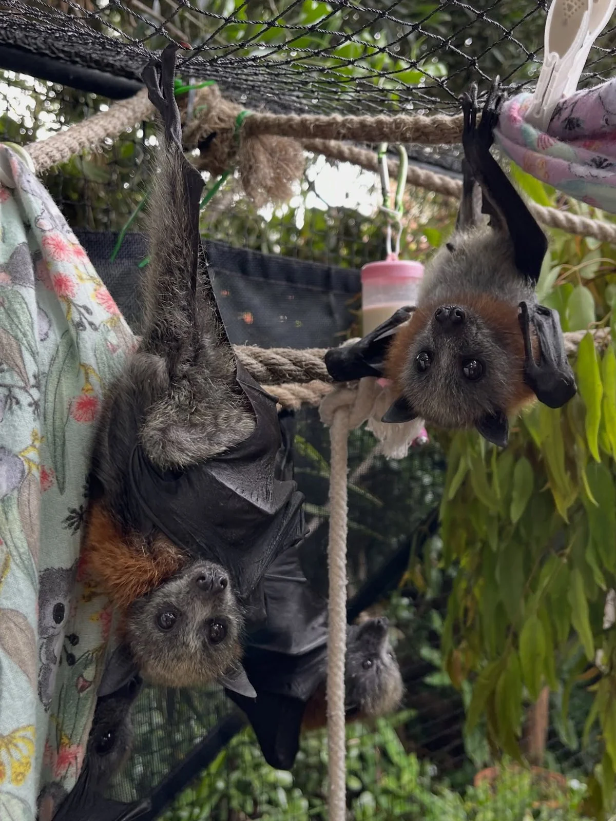 Gracia Haby Louise Jennison_Tiny but Wild wildlife shelter 2026 24.jpg