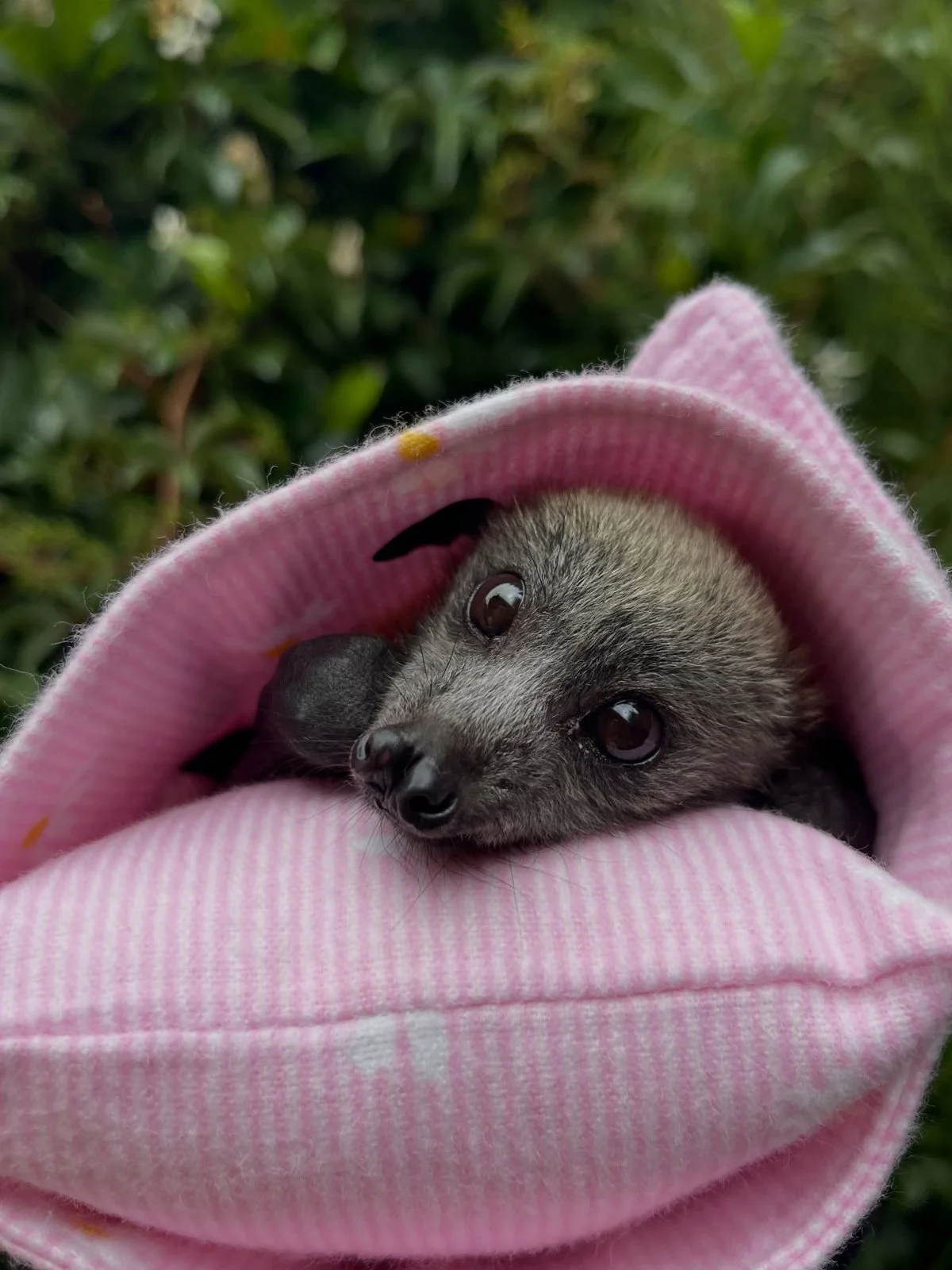 Gracia Haby Louise Jennison_Tiny but Wild wildlife shelter 2026 18.jpg