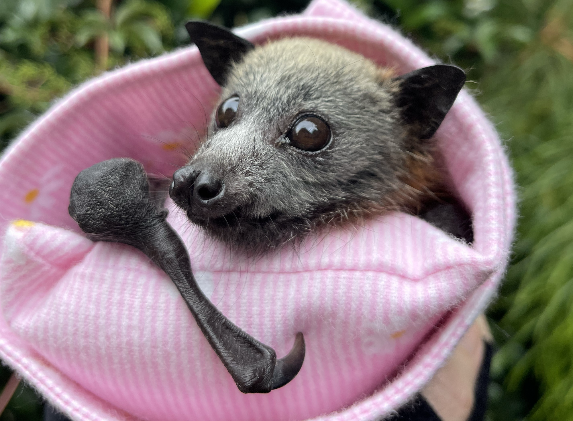 A kaleidoscope of wild