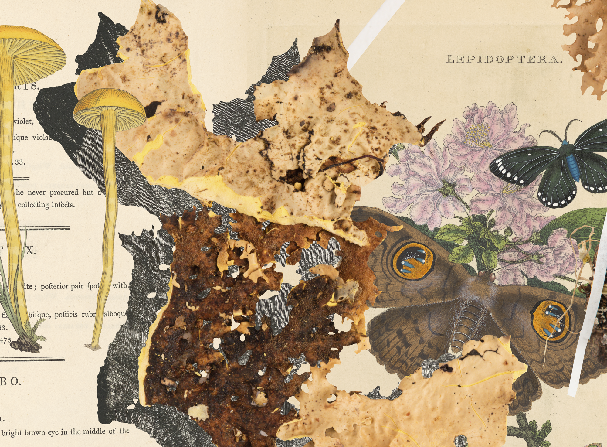 Over grooves of yew; over spikes of leaf