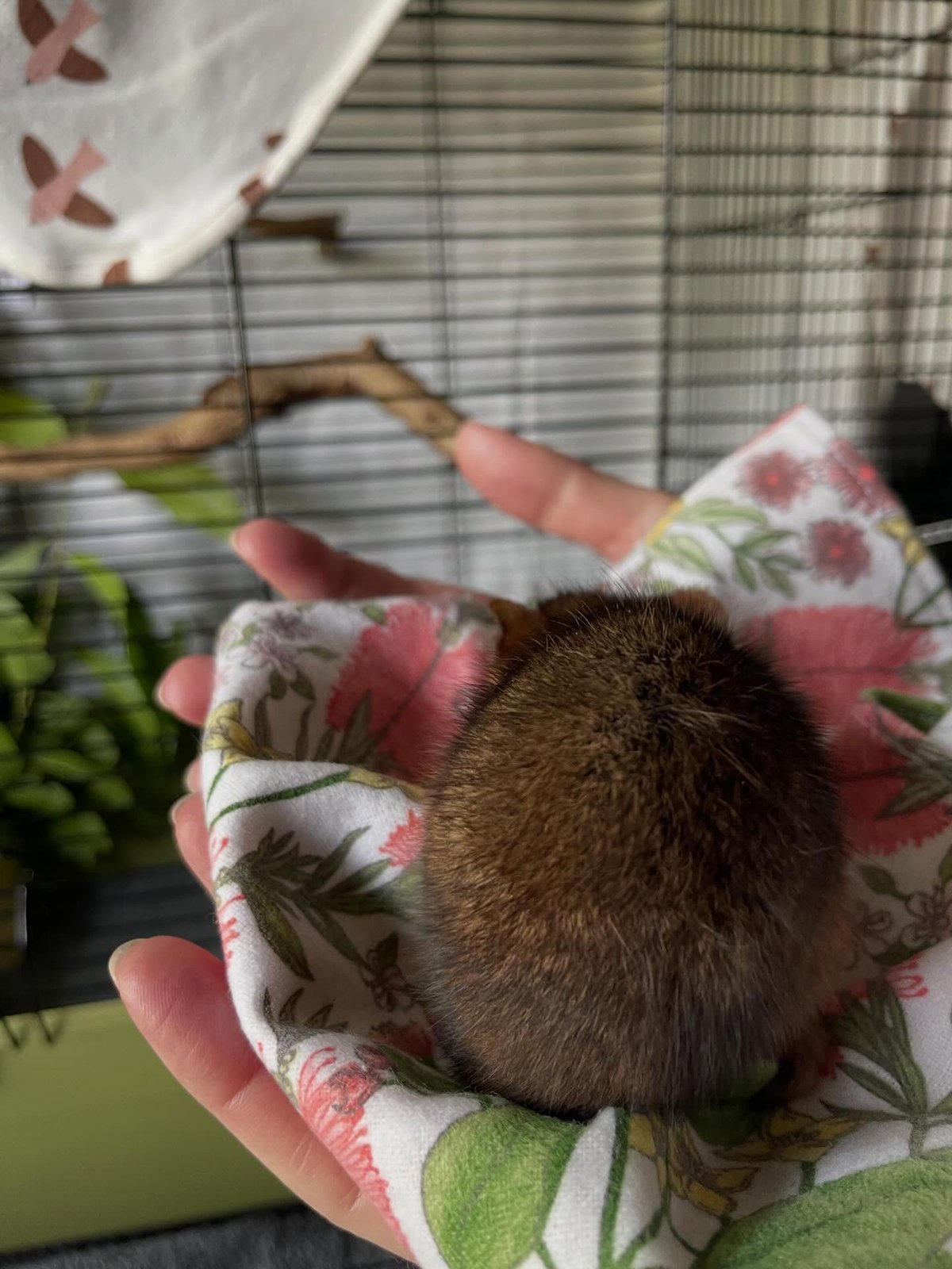 Gracia Haby Louise Jennison_Tiny but Wild wildlife shelter_March 2026_13.jpg