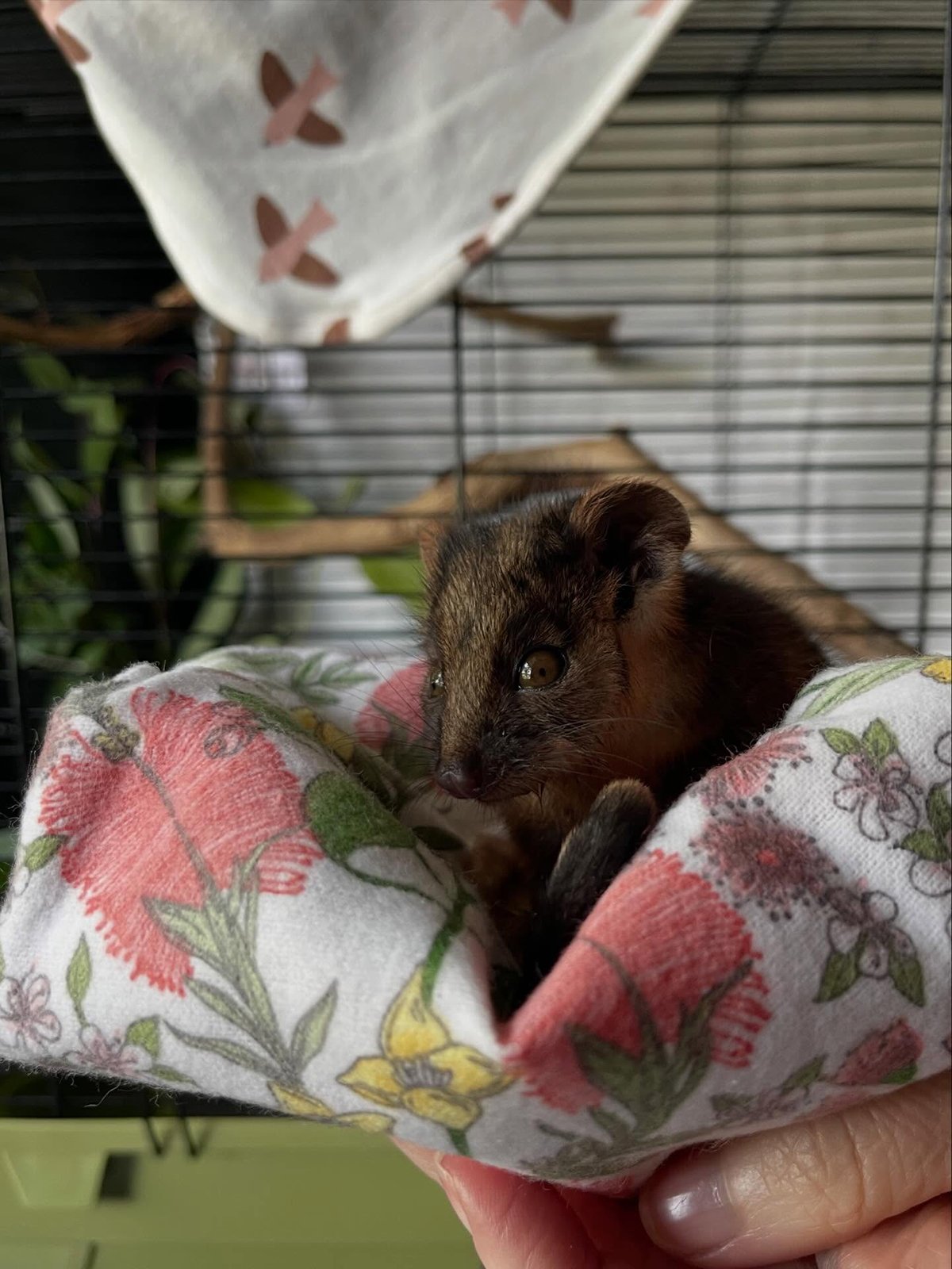 Gracia Haby Louise Jennison_Tiny but Wild wildlife shelter_March 2026_02.jpg