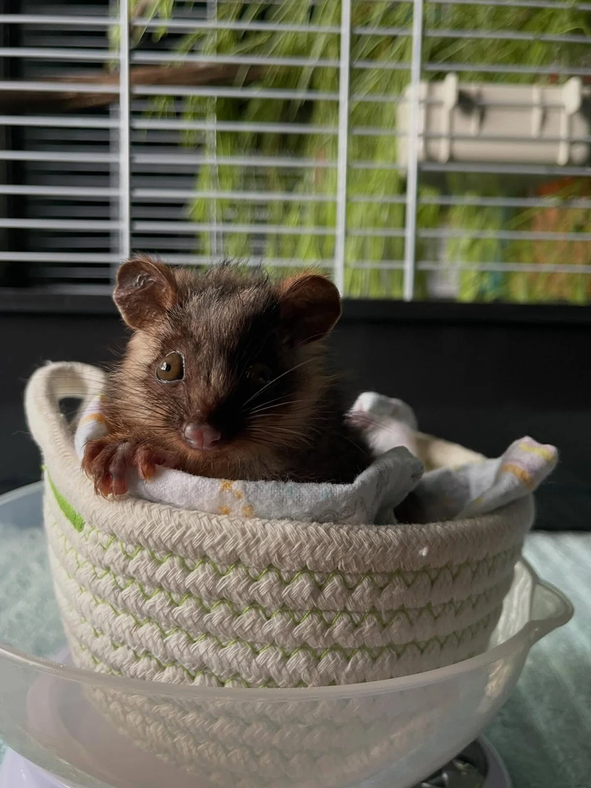 Gracia Haby Louise Jennison_Tiny but Wild wildlife shelter_March 2026_05.jpg
