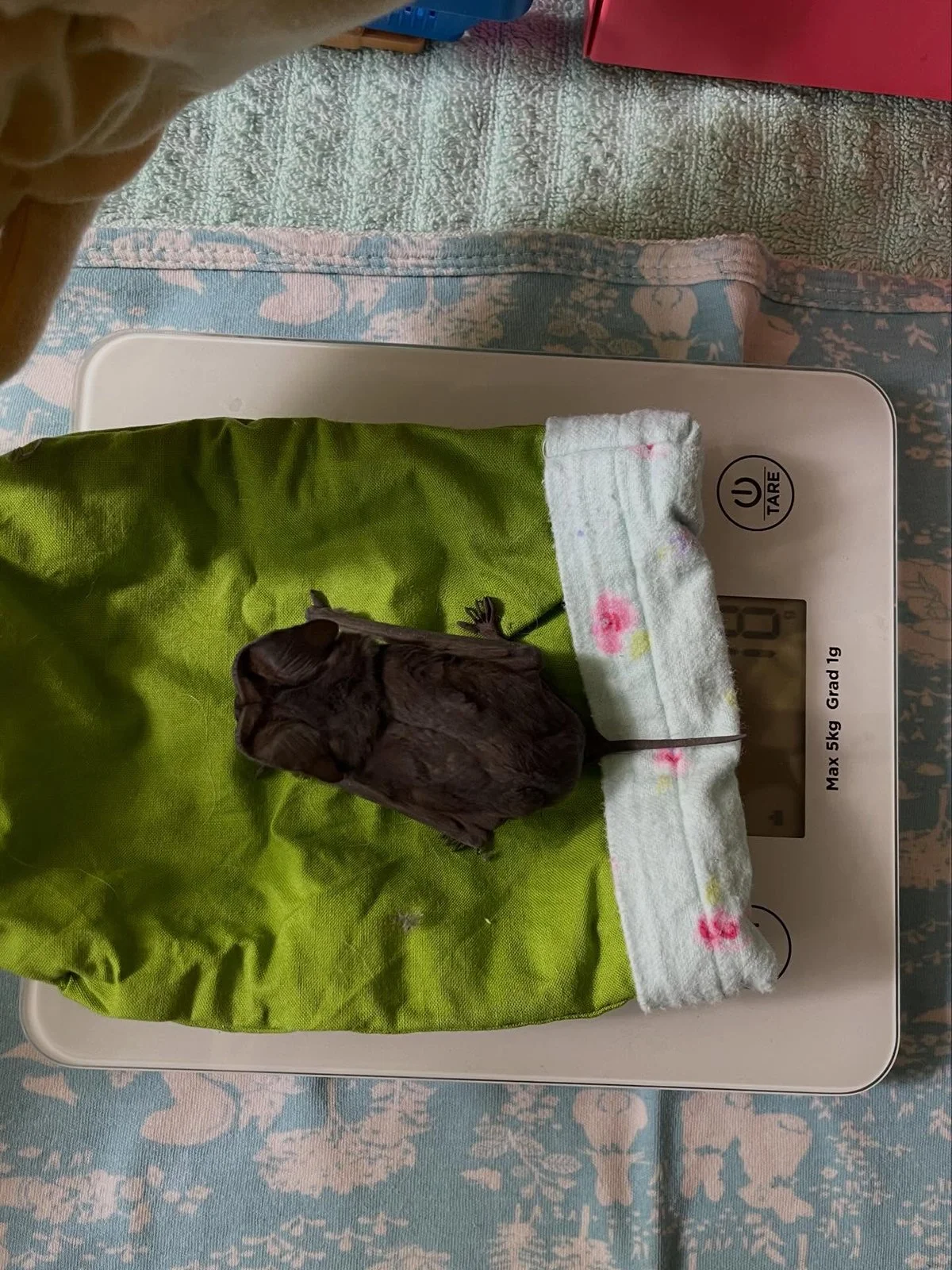 Gracia Haby Louise Jennison_Tiny but Wild wildlife shelter_March 2026_19.jpg