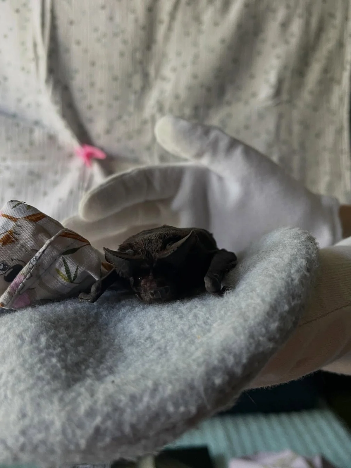 Gracia Haby Louise Jennison_Tiny but Wild wildlife shelter_March 2026_14.jpg