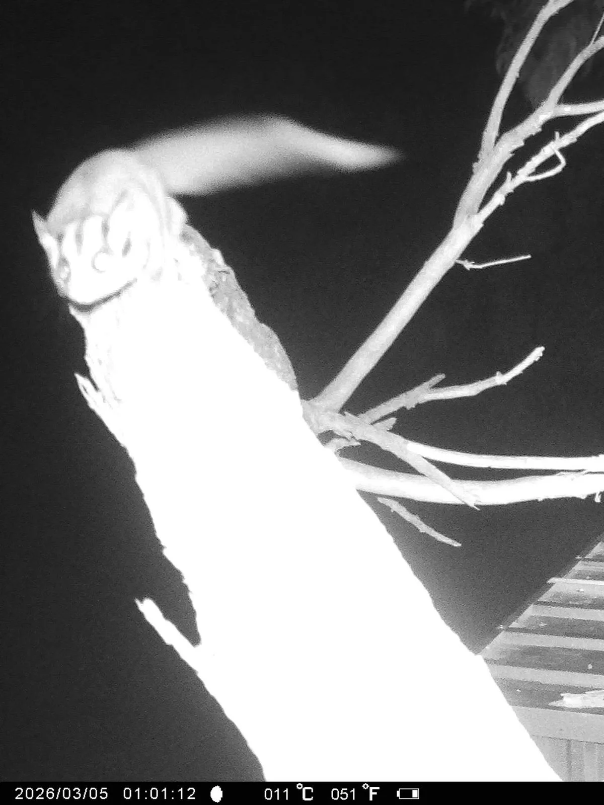 Gracia Haby Louise Jennison Tiny but Wild April soft release 2026_19.jpg