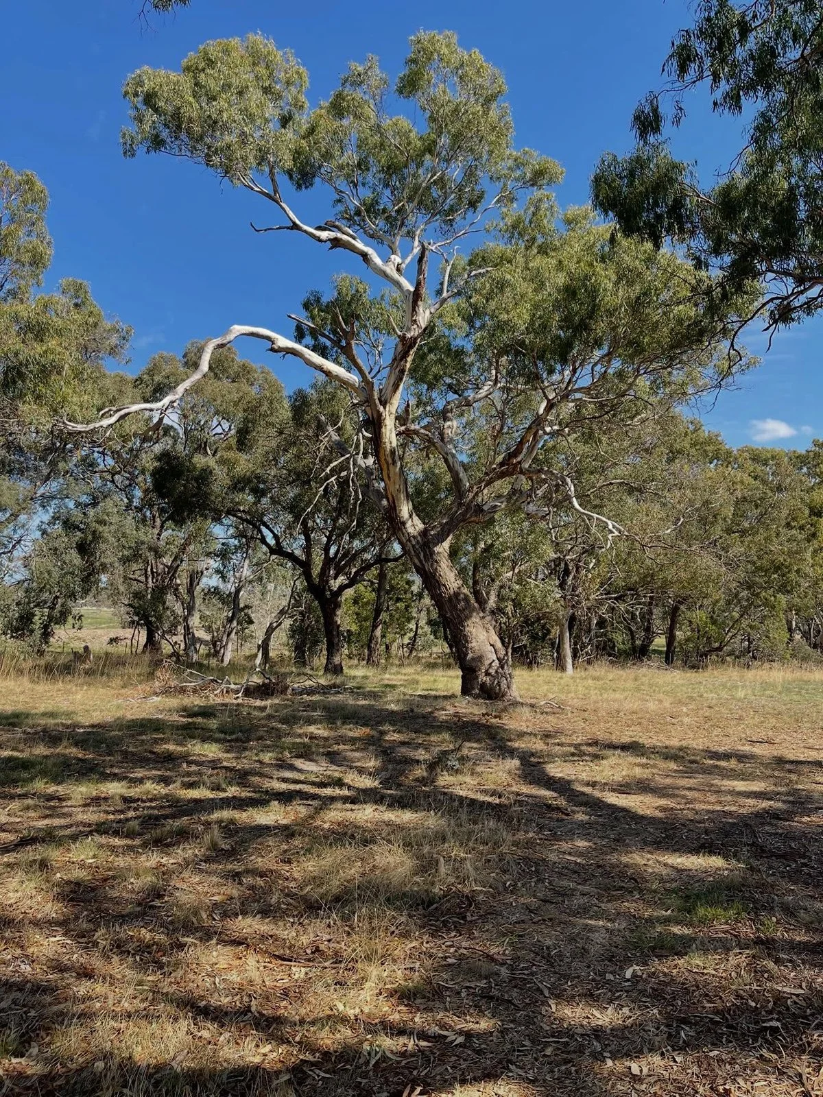 Gracia Haby Louise Jennison Tiny but Wild April soft release 2026_16.jpg