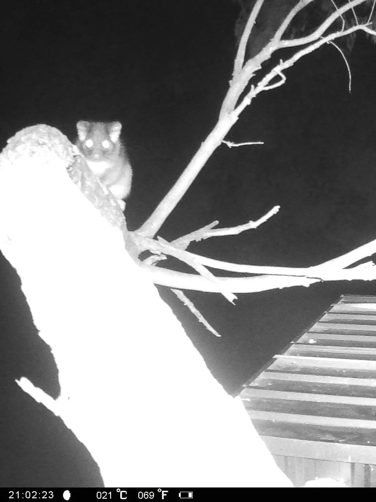 Gracia Haby Louise Jennison Tiny but Wild April soft release 2026_11.jpg