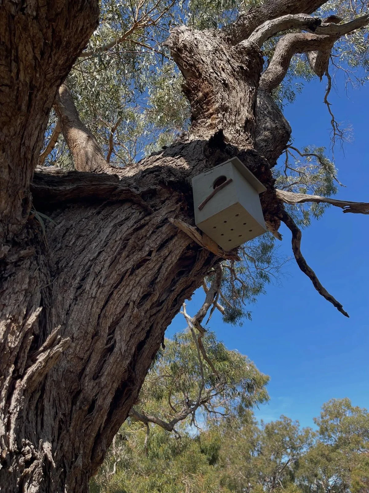 Gracia Haby Louise Jennison Tiny but Wild April soft release 2026_01.jpg