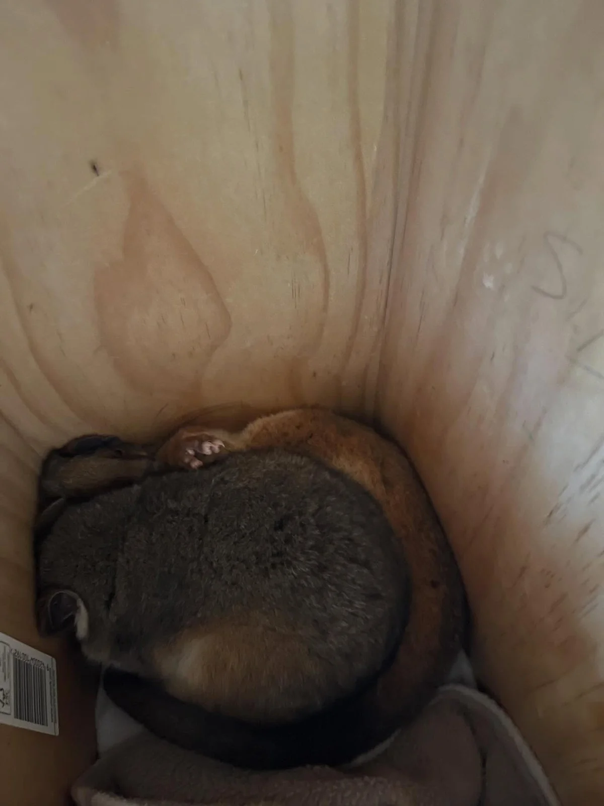 Gracia Haby Louise Jennison Tiny but Wild April soft release 2026_20.jpg