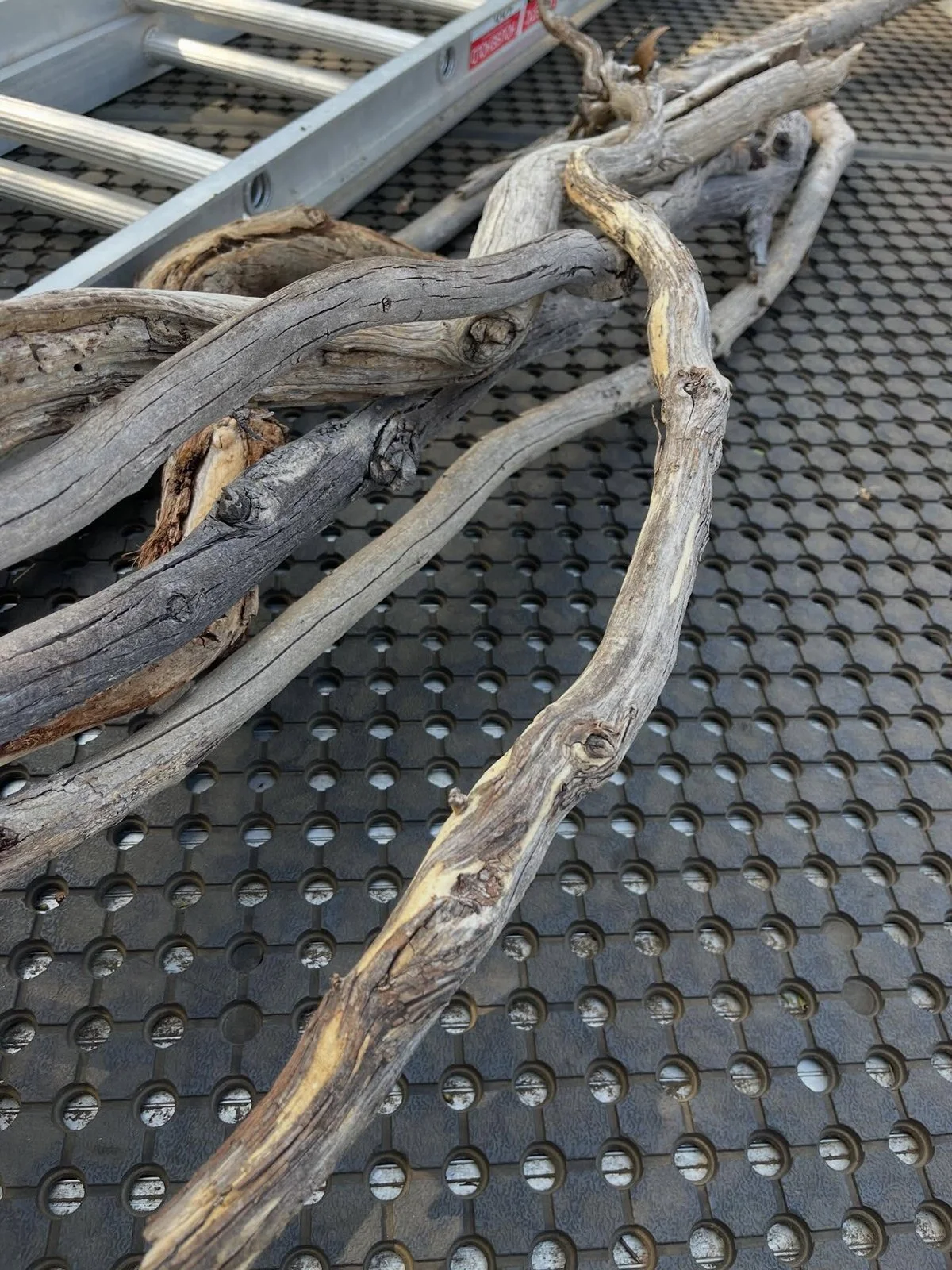 Gracia Haby Louise Jennison Tiny but Wild April soft release 2026_06.jpg