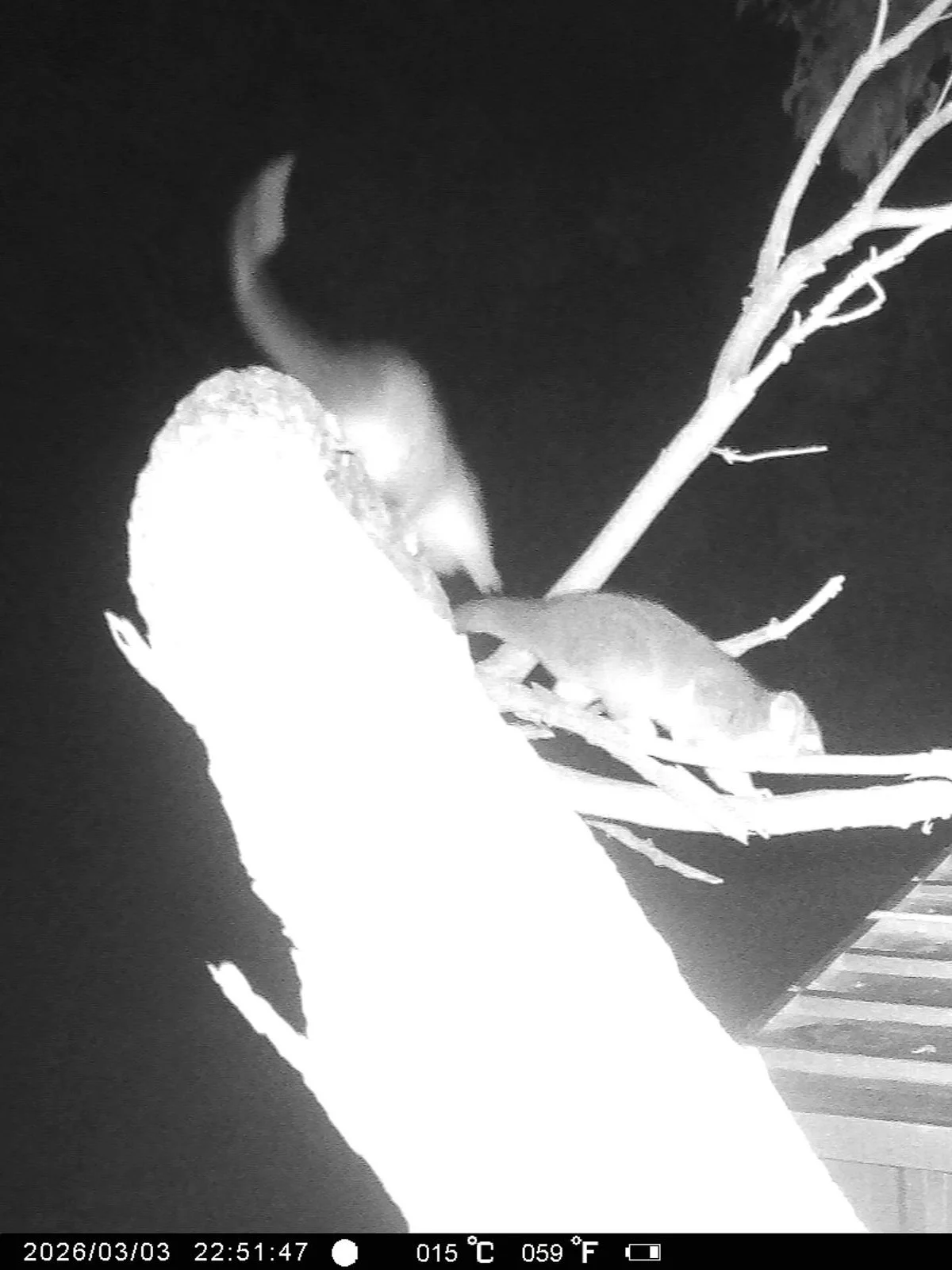 Gracia Haby Louise Jennison Tiny but Wild April soft release 2026_04.jpg