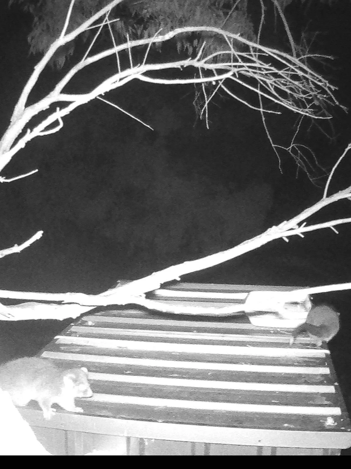 Gracia Haby Louise Jennison Tiny but Wild April soft release 2026_03.jpg