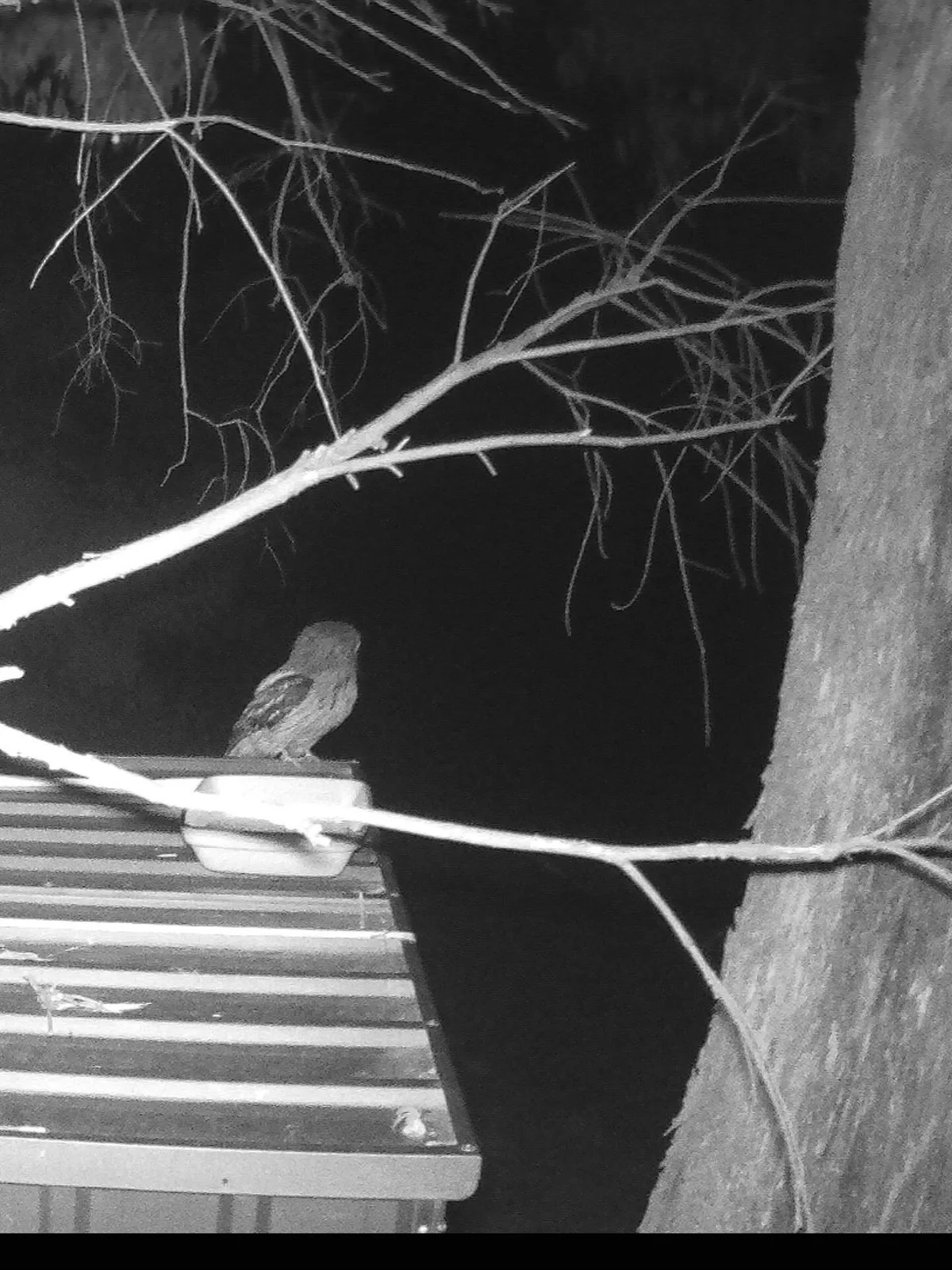 Gracia Haby Louise Jennison Tiny but Wild April soft release 2026_05.jpg