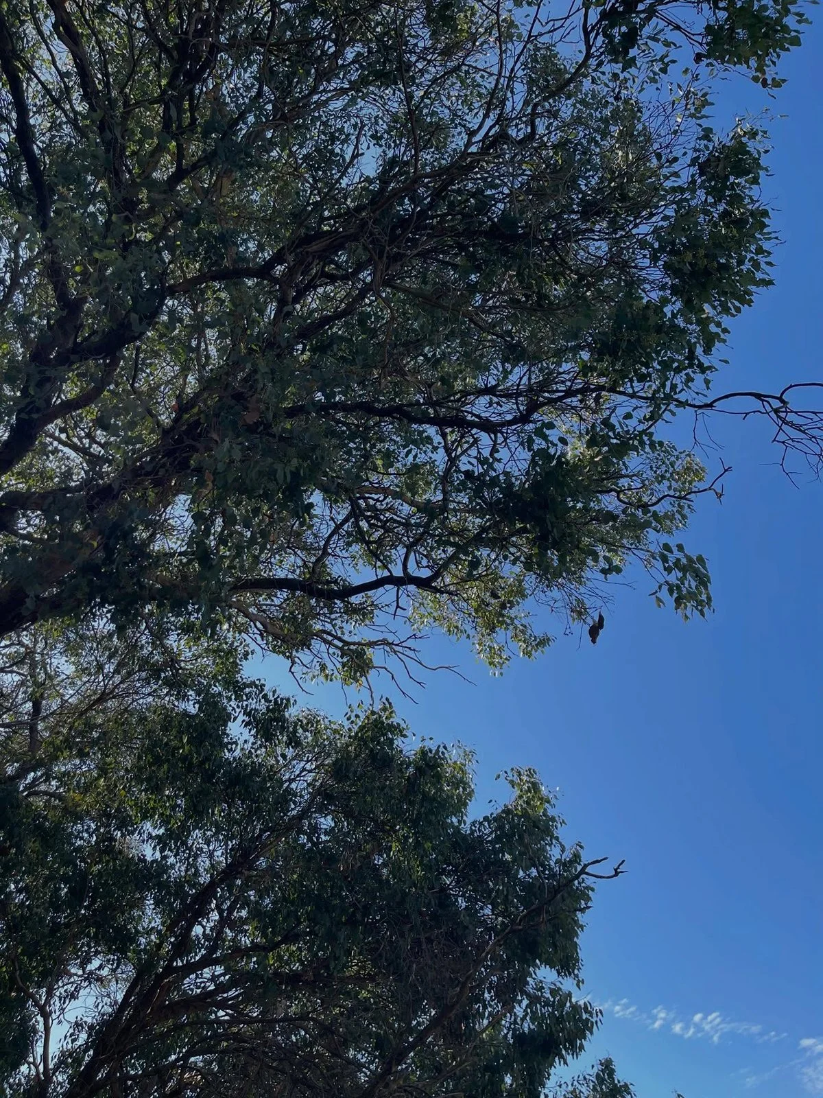 Gracia Haby Louise Jennison Tiny but Wild April soft release 2026_02.jpg