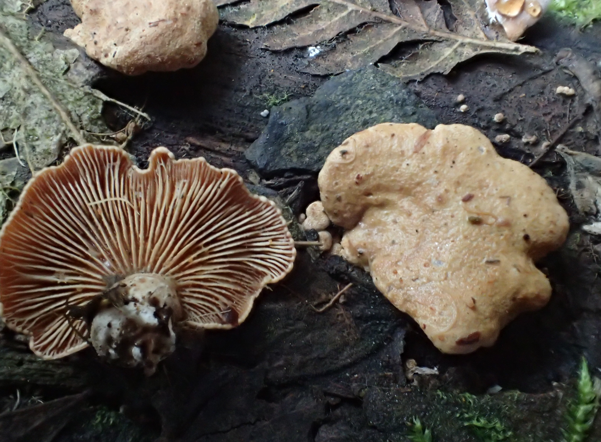 “Gregarious. Fan-shaped fruiting bodies.”