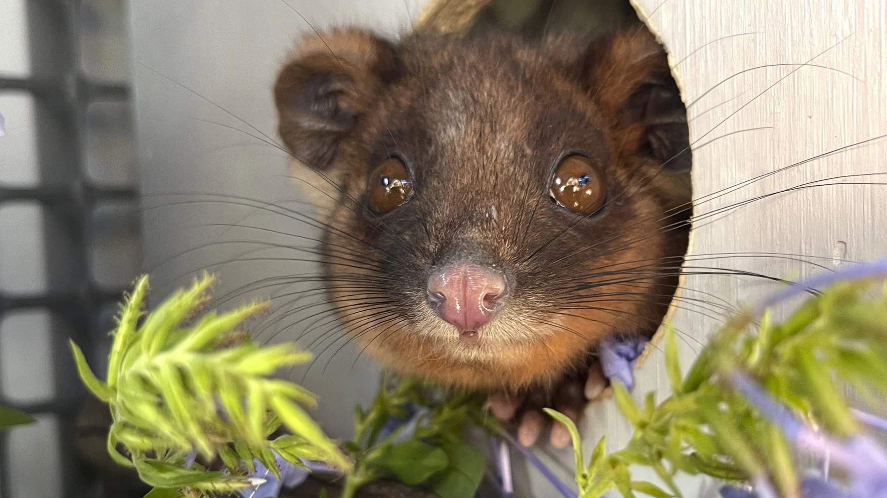  Tiny but Wild (Photo: Gracia Haby &amp; Louise Jennison) 
