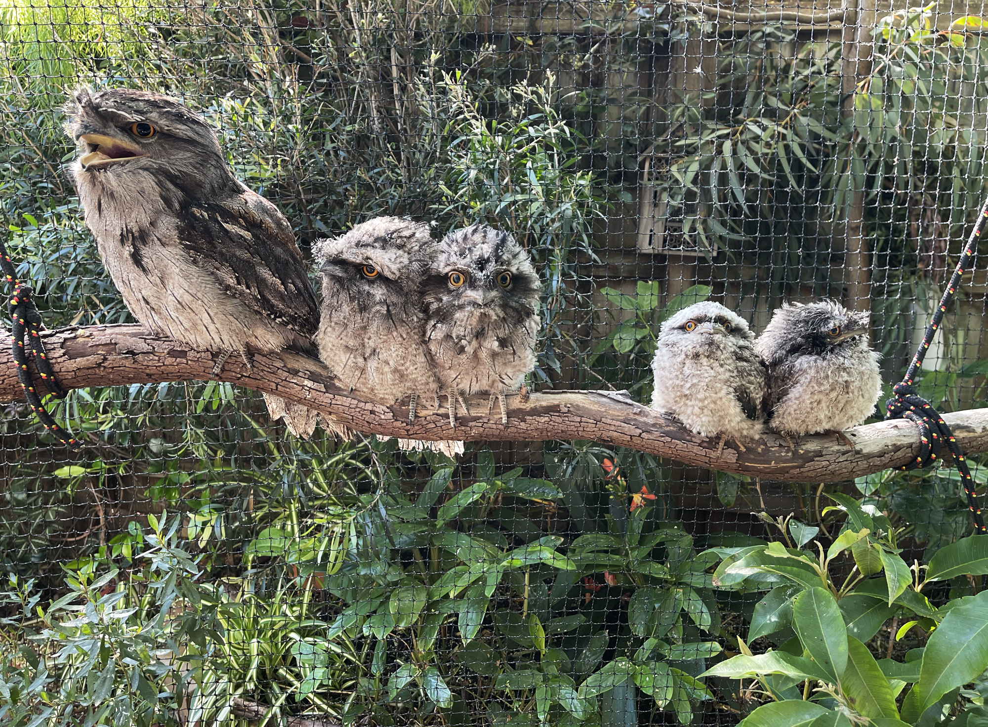 Tawny frogmouth quintet