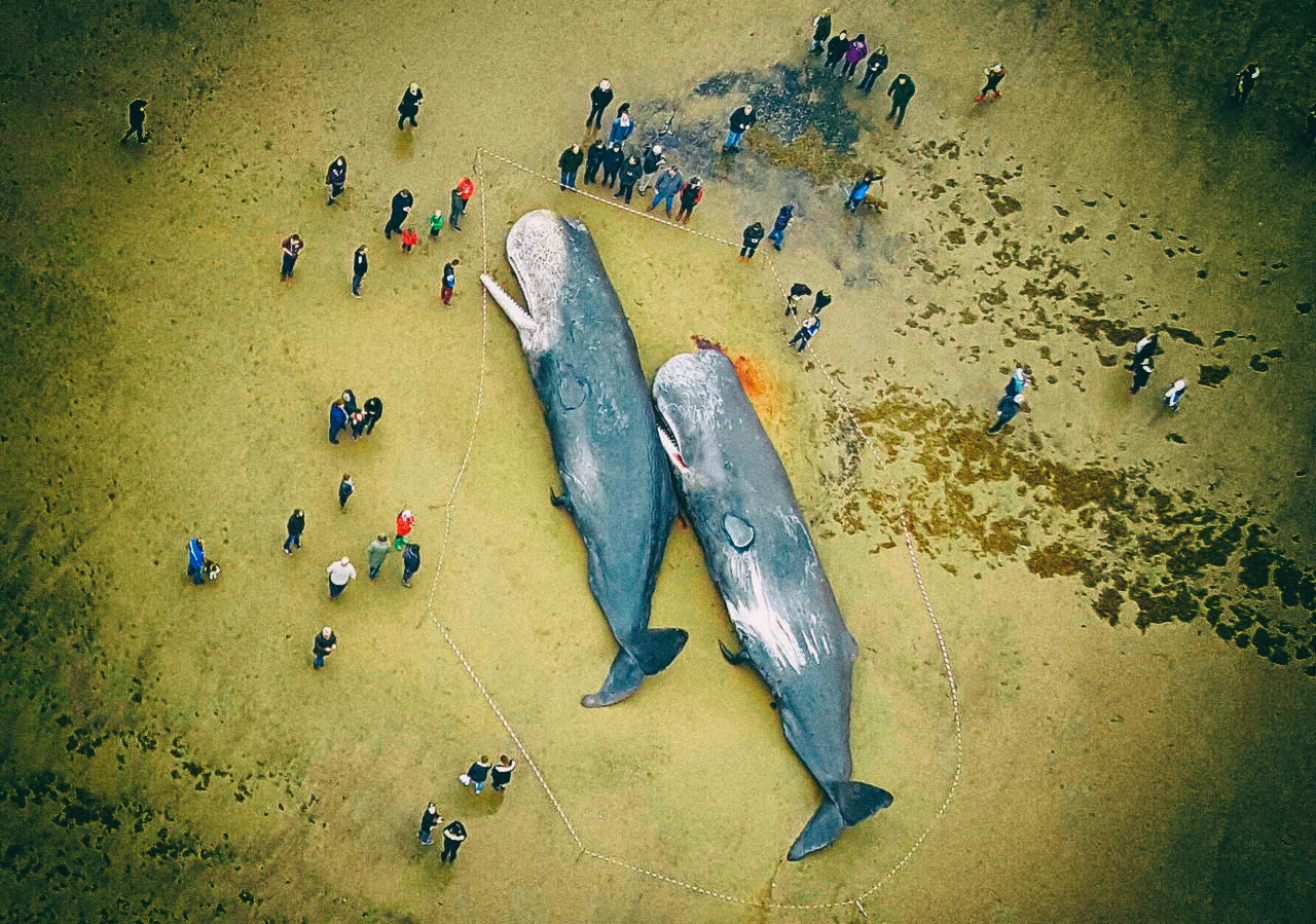0104240f278beff3bb_whale 1 two_1.jpg